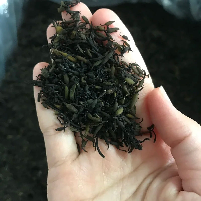 N08 Yang qi Cai B Grade Sargassum Fusiforme Dried Hijiki Seaweed