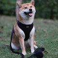 Wholesale Fashionable Soft Padded Sherpa Dog Harness Set New Design Fleece Fabric with Button Closure for Small Dogs and Leash