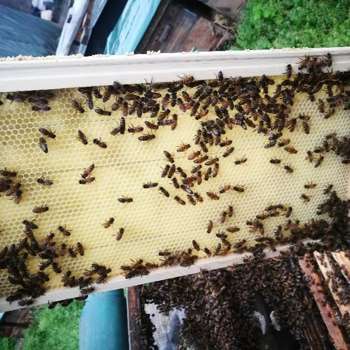 2025 Langstroth Beehive Frames  Made of Pine Wood for Beekeeping