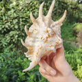 Lambis Conches Air Plant 3"-3.5" Natural Seashells Fish Tank Decorations Aquarium Landscaping