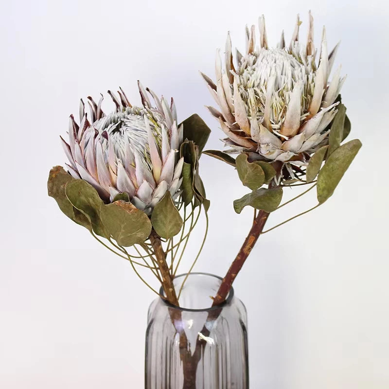 Instagram Popular Natural Dried Flowers king Protea Flower for Wedding Decoration