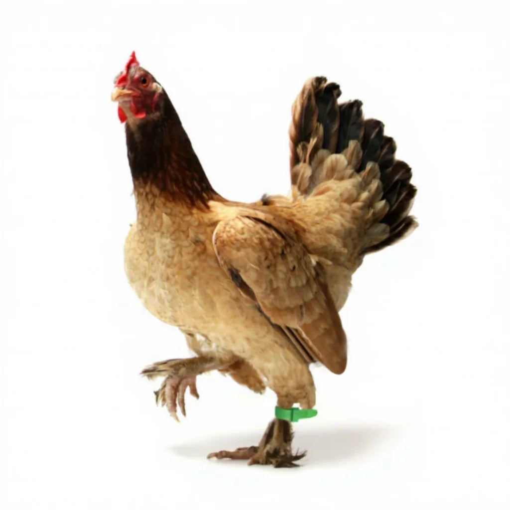 Cheap Factory Tie Strap Chicken Ring Plastic Chicken Foot Rings Chicken Foot Ring Poultry Leg Band