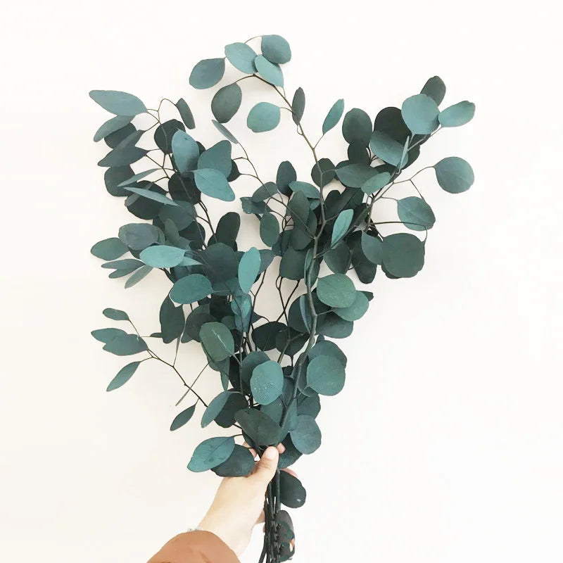 Preserved Flowers and Plants Real Natural Silver Dollar Eucalyptus Leaf Branches Dried Flowers Plant Eucalyptus Leaves for Decor
