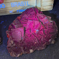 Fluorescence Effect Fluorite Specimen Rose Fluorite Specimen Natural Crystal Cluster for Sale