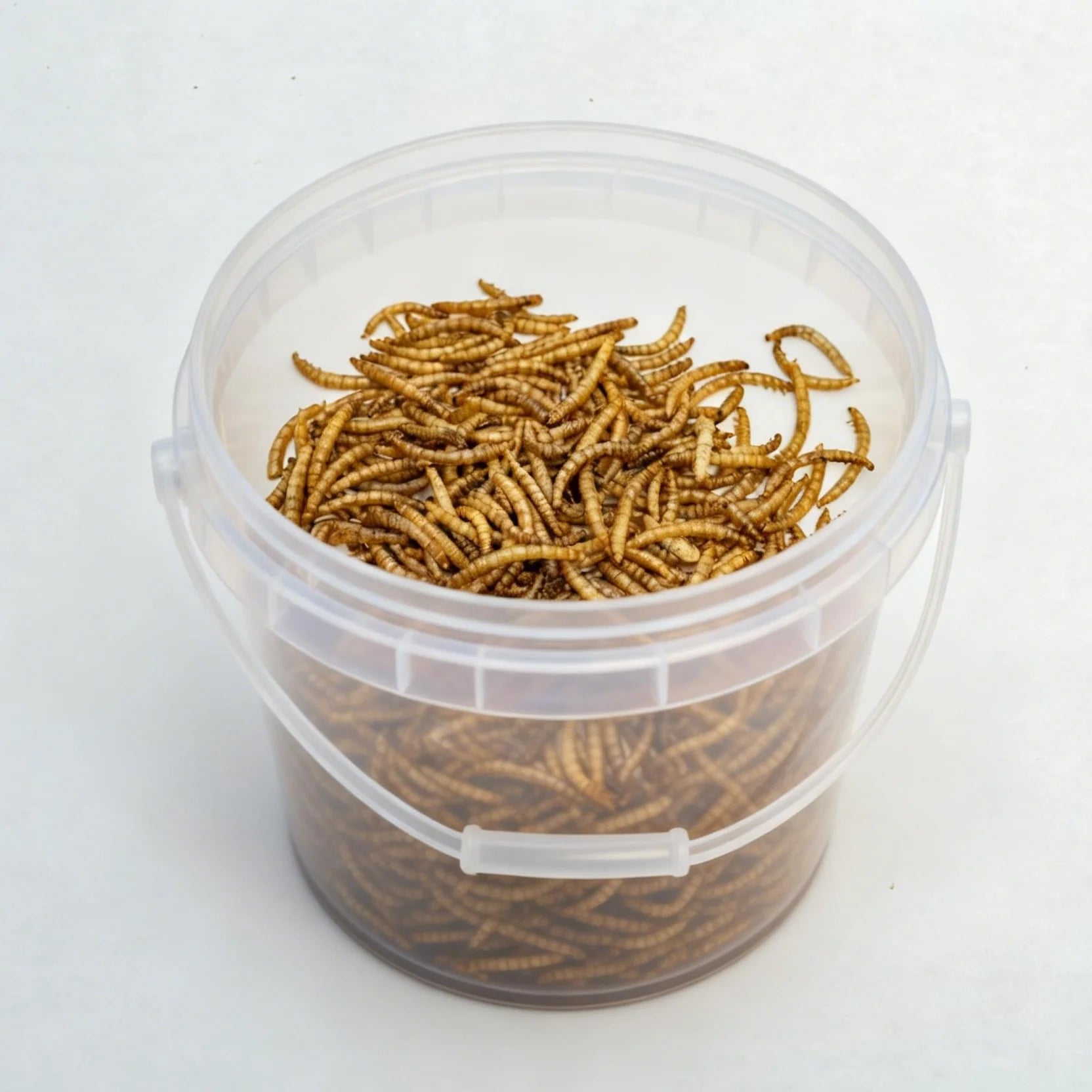 100% Natural Animal Protein Dried Bread Mealworm