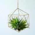 Classic Copper Air Plant Hangers and Wall Vase Displays