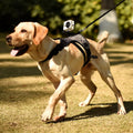 Adjustable Dog Harness Vest Quick Release Durable Polyester Sports Camera Mount for Outdoor Gopro Pet Sports Camera Fixed