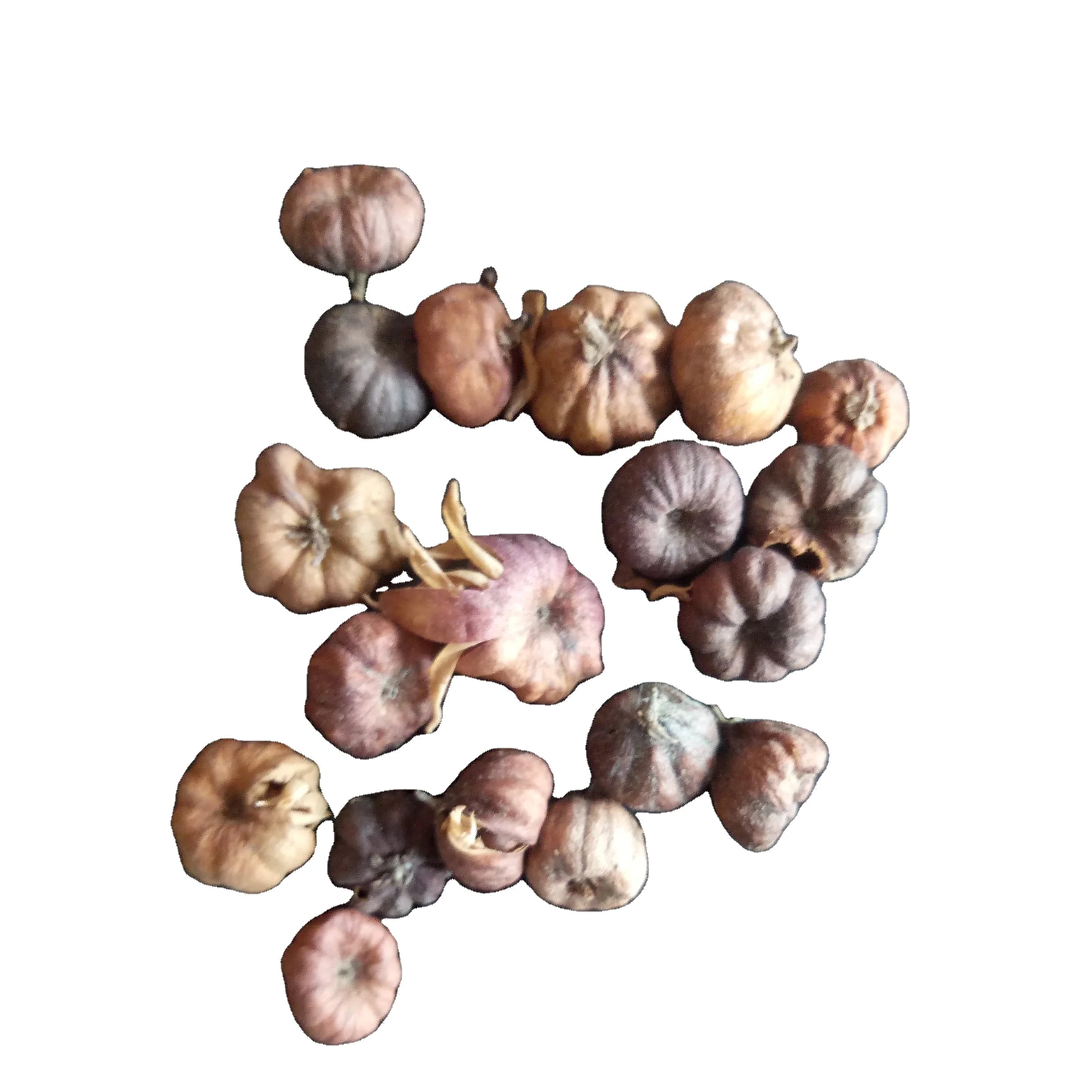 Suan Pan Zi Dried Cheese Tree Fruits Puberulous Glochidion Herb Fruit for Sale
