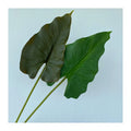 Single Pu Horseshoe Leaf No. 2  Plant Dekoration Plant