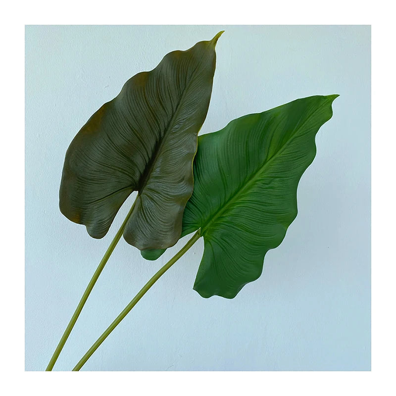 Single Pu Horseshoe Leaf No. 2  Plant Dekoration Plant