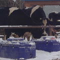 Other Animal Equipment Water Tank Automatic Water Drinker for Cow Cattle Goat