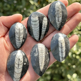 High Quality Natural Trilobite Fossils in Beautiful Patterns Wholesale for Room Crystal Decorations