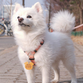 New Personalized Collar Pet ID Tag Leather Engraved Pet ID Name for Cat Puppy Dog Tag Pendant Key Ring Nameplate Pet Accessories