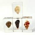 Factory Real Conch in Resin Specimen Ocean Animal Sea Snail Collection Paperweight Resin Crafts for Scientific Education