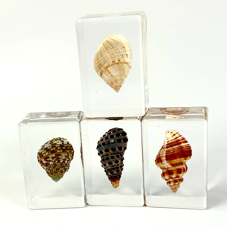 Factory Real Conch in Resin Specimen Ocean Animal Sea Snail Collection Paperweight Resin Crafts for Scientific Education