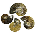 wholesale natural rough stone big size ammonite fossils for gift collectible decoration