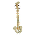Anatomical Mini  Human Spine Key Chain