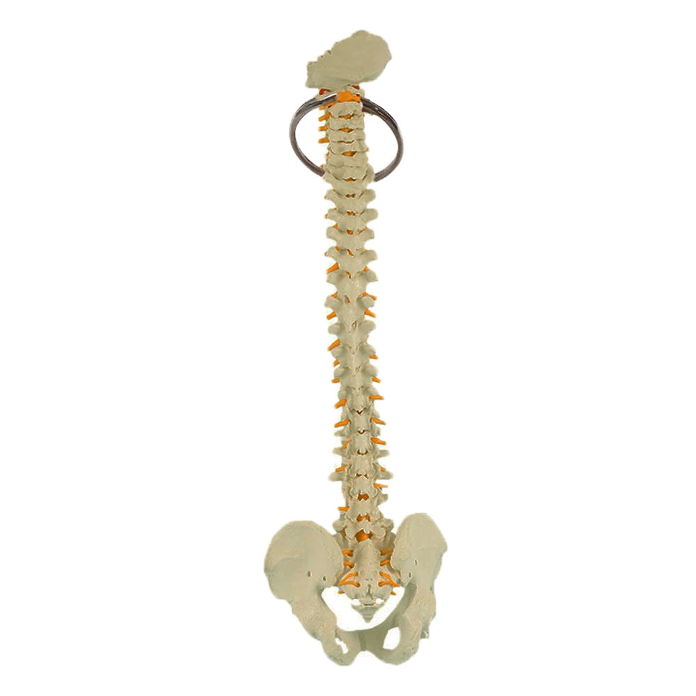 Anatomical Mini  Human Spine Key Chain
