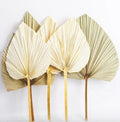 Factory Supply Dry Flower Dried Palm Leaves for Flower Arrangements