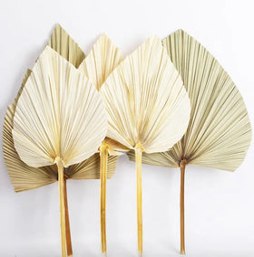 Factory Supply Dry Flower Dried Palm Leaves for Flower Arrangements