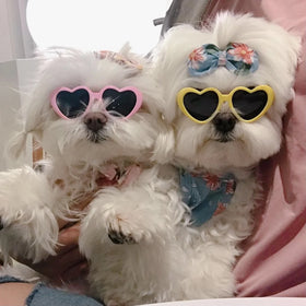 Cute Heart-Shaped Sun Glasses for Small Dogs and Cats Summer Pet Products Accessories for Photos Props Wholesale