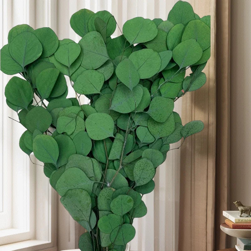 Dried flowers Preserved Eucalyptus leaves white green dry bush big leaf stems bouquet floral decor immortal flower for home