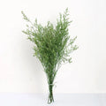 Caspia Wedding Decorative Flowers Preserved Natural Dried Flower Bouquet