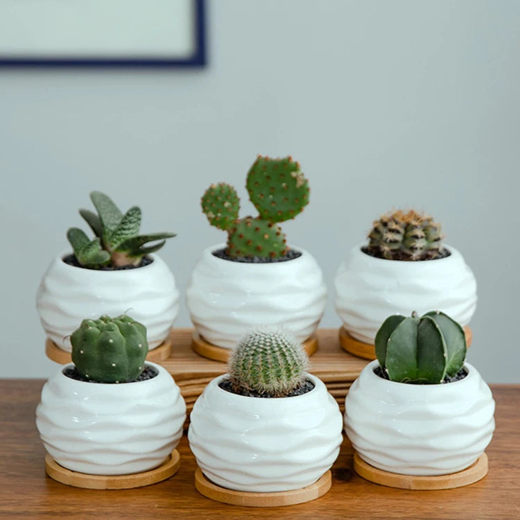 China Factory Luxury Decorative Modern Indoor Mini Ceramic Succulent Planter Pot with Bamboo Tray for Garden Use