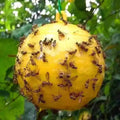 Garden Farmland Pest Trapping Ball Outdoor Hanging Fruit Fly Ball Trap for Garden Sticky Fly Catcher for Orchard
