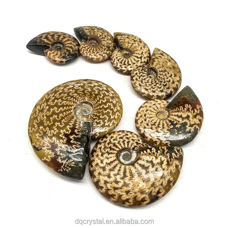 Natural Crystal Ammonite Fossil Mineral Specimen Natural Crystal Carvings Conch fossil Tabletop for Home Decoration