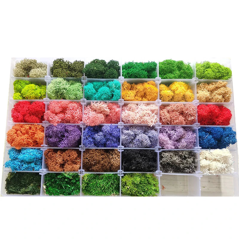 Wholesale Stabilized Dried Reindeer Moss Real Natural Green Preserved Moss for Wall Art for Graduation Mother's Day Easter