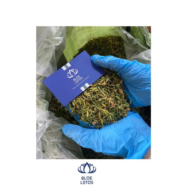 Dried Male Papaya Flowers/ Seeds/Leaves for Tea Herbs From Blue Lotus Vietnam