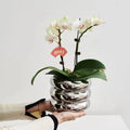 Electroplated White Gold Silver Small Flowerpot Nordic Round Ceramic Vase Living Room Table Decoration