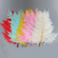Wholesale 10 Pcs Natural Dried Flower Plants Home Decoration Preserved Dried Fern Plants
