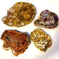 Natural Polished Rough Stones fossil Wood Slab Specimen Petrified Wood Slice for Decoration