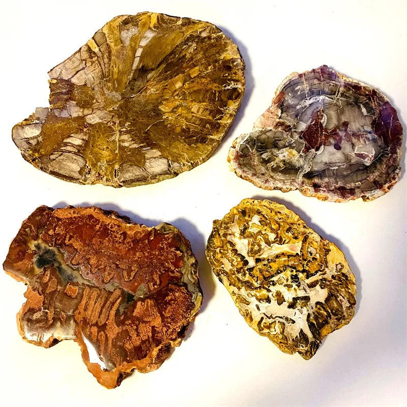 Natural Polished Rough Stones fossil Wood Slab Specimen Petrified Wood Slice for Decoration