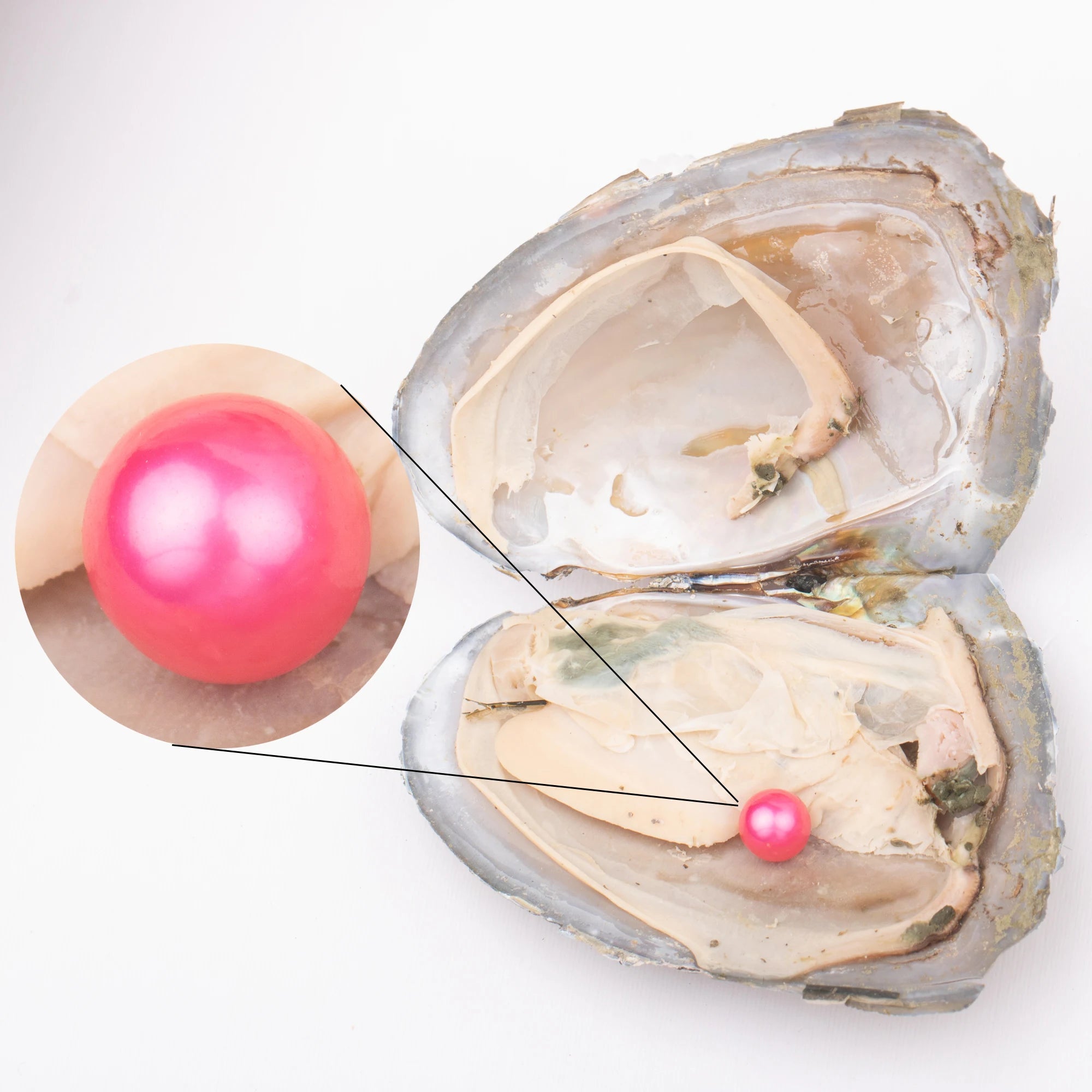 Love Wish Pearl Party Gift Vacuum-packed 7-8mm Aaaaa+ Quality Loose Freshwater Round Cultured Freshwater Pearl Oyster