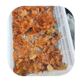 New Arrivals Spiritual Crystal Crafts Natural Orange Tangerine Quartz Crystals Clusters for Sale