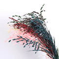 2024 Wholesale New Preserved Chasmanthium Latifolium Grass Dried Flowers Diamond Grass for Home Party Wedding Decoration