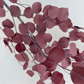 Eternal Apple Eucalyptus Preserved Dried Flowers Leaves DIY Matching Materials Valentine's Day Graduation Decorations Wholesale