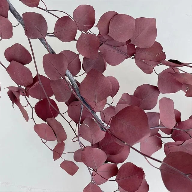 Eternal Apple Eucalyptus Preserved Dried Flowers Leaves DIY Matching Materials Valentine's Day Graduation Decorations Wholesale