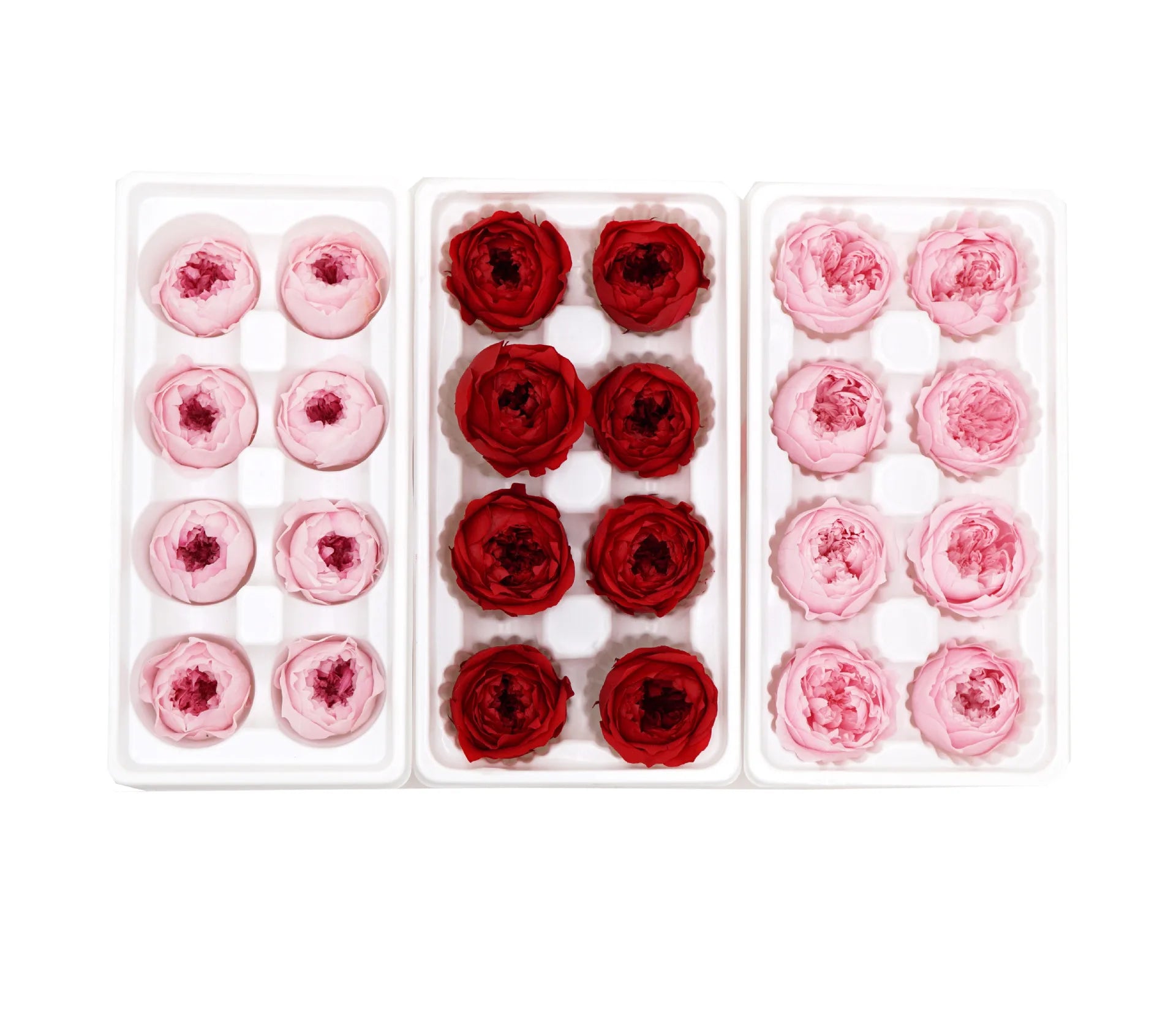 Wholesale Forever Real Natural Preserved Rose Flower Peony a Grade Diameter 4-5 Cm Austin Rose Heads Roses for Decoration
