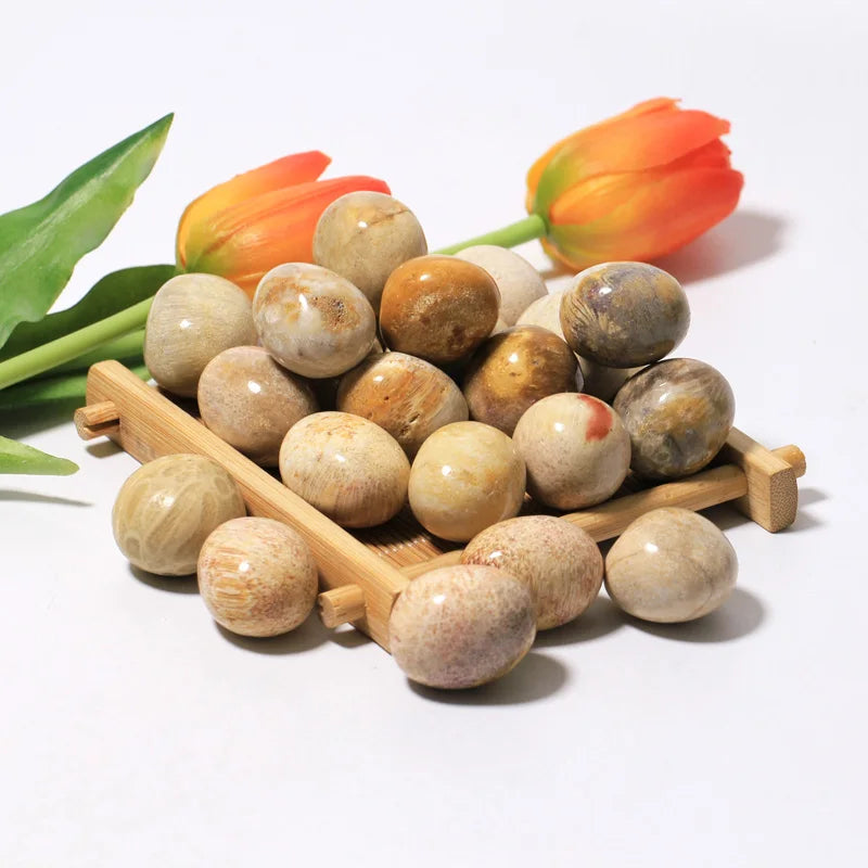 Factory Price Bluk Crystal Tumbled Fossil Coral Jade Rock Healing Stone Chrysanthemum Tumbled