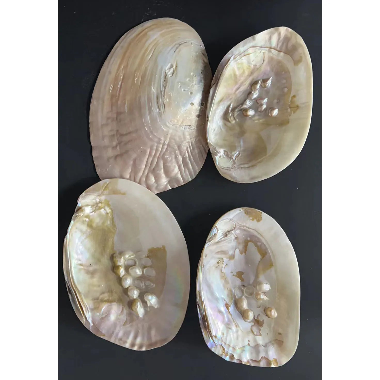 Wholesale Price 15 cm Big Shell with Pearl Bone & Coral Beads