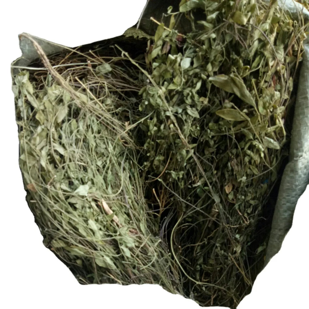 HERBAL Plants WILD Polygala Sibirica Raw Dried Polygala Sibirica Whole Plants for Sale