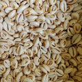 Wholesale DIY Jewelry Shell Beads14 -18 mm Nature Shell Loose Beads1 Bag 500 Gram-About 500 Pcs