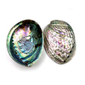 Factory Direct Sale Approx 12CM Natural Abalone Shell Polished Large Sea Shell for Meditataion Jewelry Accessories Decorations