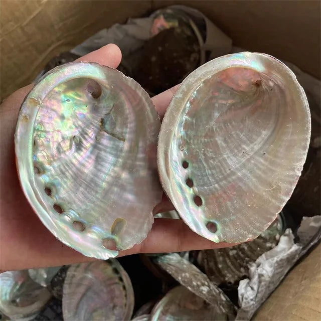 Wholesale Natural Abalone Shells Conch Shells Aquarium Aquascape Burnt Sage Ornaments Semi-precious Stone Crafts for Decor