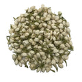 4013 Mo Li Hua Cha Natural Flower Bud Tea Dry Flower Jasmine Tea