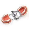 Detachable  Practice Typodont Model with 32 Removable Teeth Used for the Study of Teeth Decay Structure and Dental Teaching
